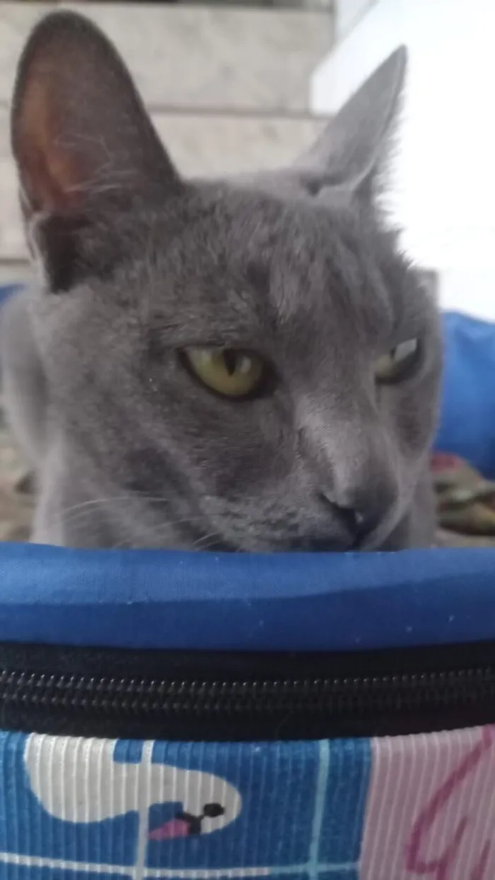 Gato raça SRD-ViraLata idade 1 ano nome Morgana cinza