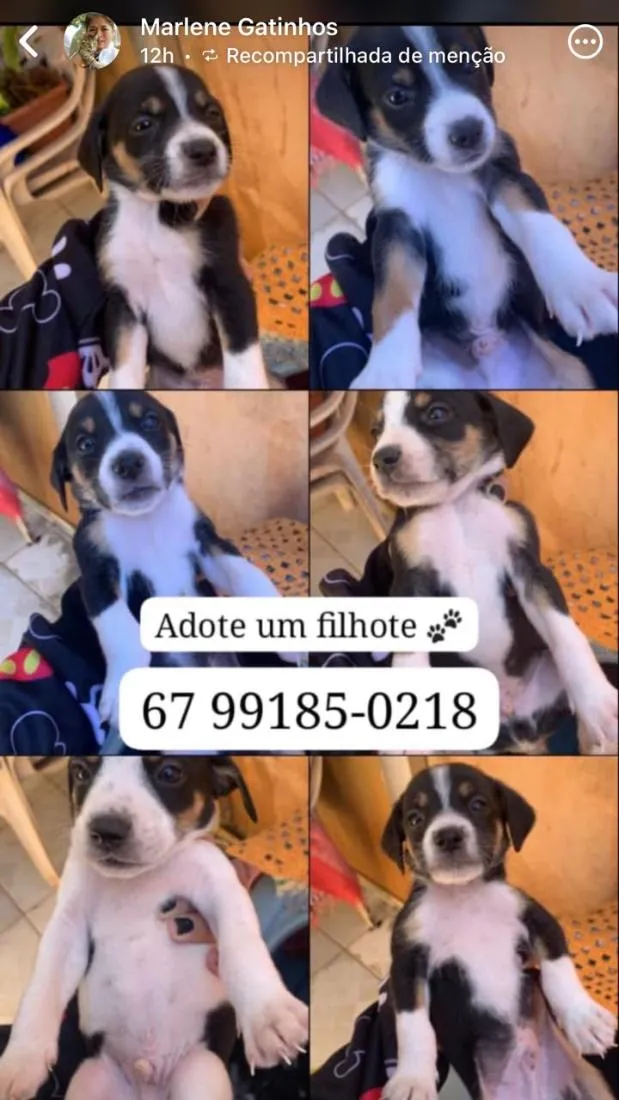 Cachorro raça SRD-ViraLata idade Abaixo de 2 meses nome Sapekinhas