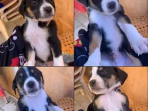 Cachorro raça SRD-ViraLata idade Abaixo de 2 meses nome Sapekinhas