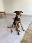 Negrito