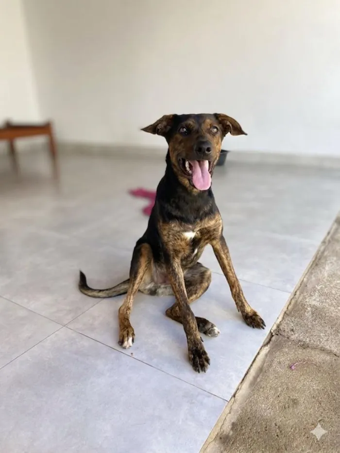 Cachorro raça SRD-ViraLata idade 7 a 11 meses nome Negrito
