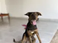Negrito