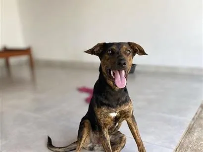Cachorro raça SRD-ViraLata idade 7 a 11 meses nome Negrito