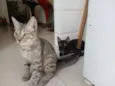 Zeca e Pretinho