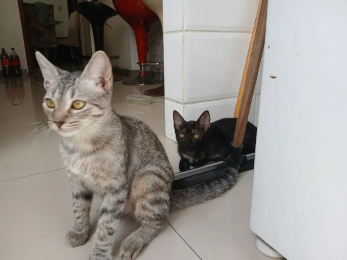 Gato raça SRD-ViraLata idade 2 a 6 meses nome Zeca e Pretinho