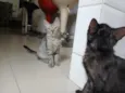 Zeca e Pretinho
