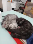 Zeca e Pretinho