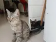 Zeca e Pretinho