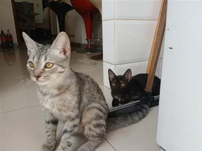 Gato raça SRD-ViraLata idade 2 a 6 meses nome Zeca e Pretinho