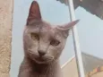 Morgana cinza