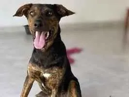 Cachorro raça SRD-ViraLata idade 7 a 11 meses nome Negrito