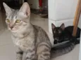 Zeca e Pretinho