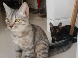 Gato raça SRD-ViraLata idade 2 a 6 meses nome Zeca e Pretinho