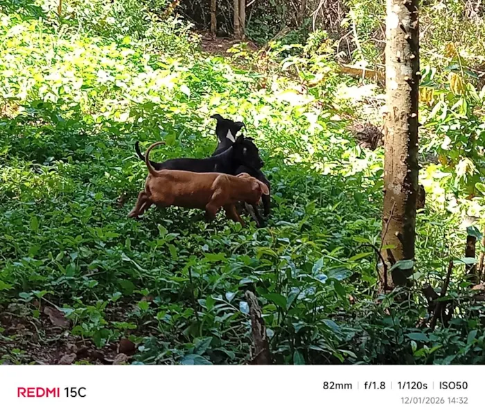 Cachorro raça SRD-ViraLata idade 7 a 11 meses nome eles não tem nome