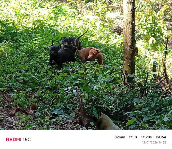 Cachorro raça SRD-ViraLata idade 7 a 11 meses nome eles não tem nome