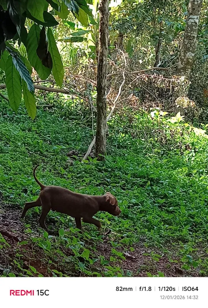 Cachorro raça SRD-ViraLata idade 7 a 11 meses nome eles não tem nome