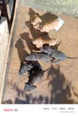 eles não tem nome