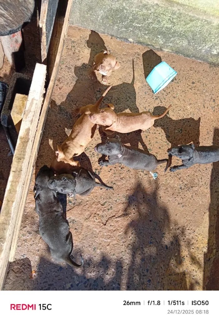Cachorro raça SRD-ViraLata idade 7 a 11 meses nome eles não tem nome