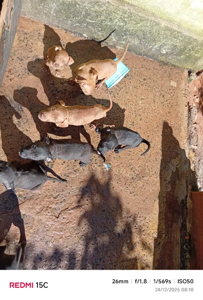 Cachorro raça SRD-ViraLata idade 7 a 11 meses nome eles não tem nome