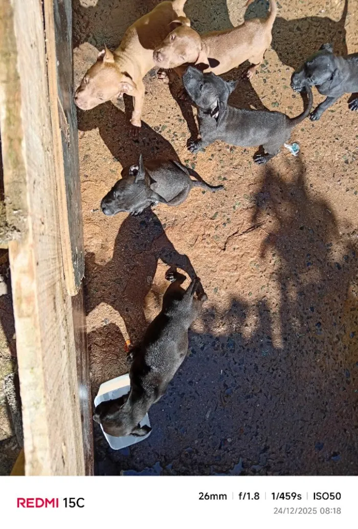Cachorro raça SRD-ViraLata idade 7 a 11 meses nome eles não tem nome