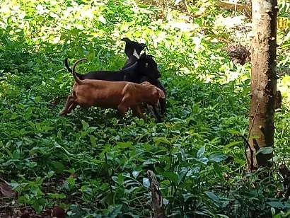 Cachorro raça SRD-ViraLata idade 7 a 11 meses nome eles não tem nome