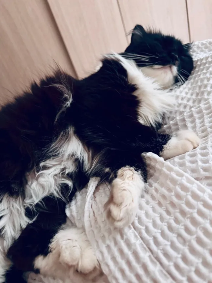 Gato raça Angorá idade 3 anos nome Milu
