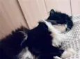 Milu