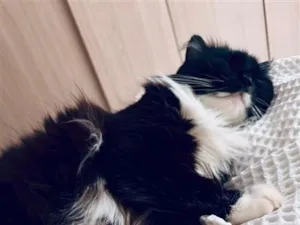 Gato raça Angorá idade 3 anos nome Milu