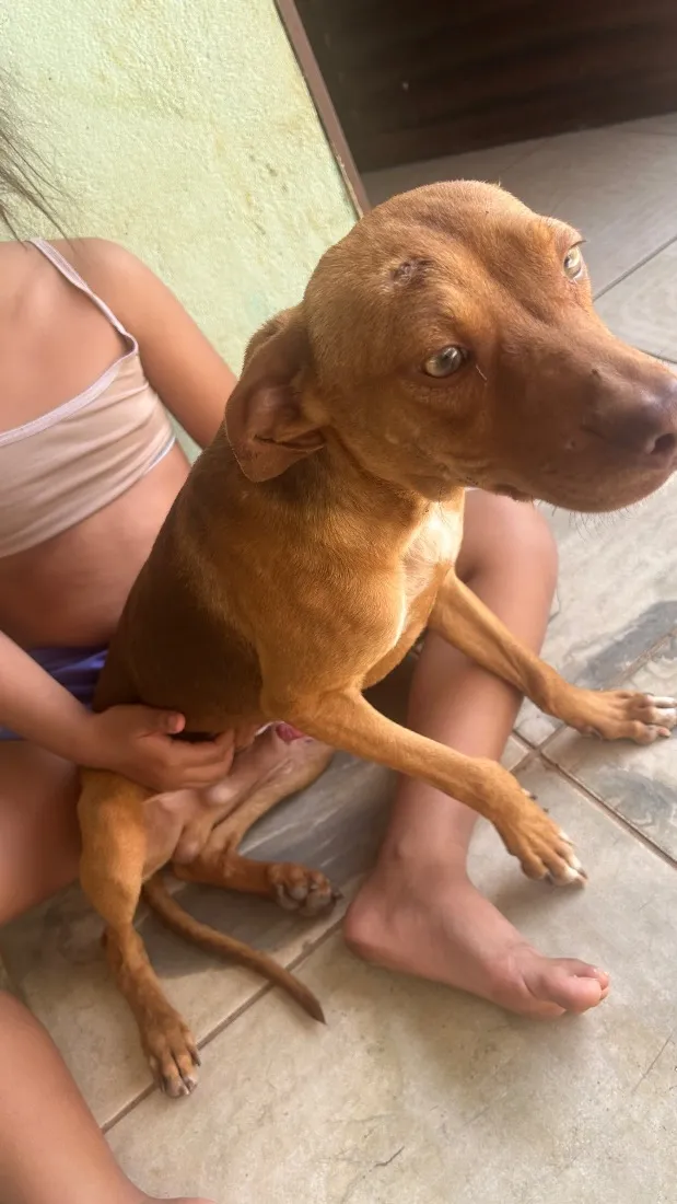 Cachorro raça SRD-ViraLata idade 7 a 11 meses nome Toddynho 