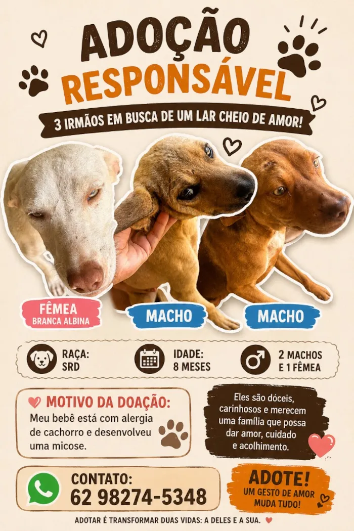 Cachorro raça SRD-ViraLata idade 7 a 11 meses nome Toddynho 