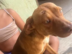 Cachorro raça SRD-ViraLata idade 7 a 11 meses nome Toddynho 
