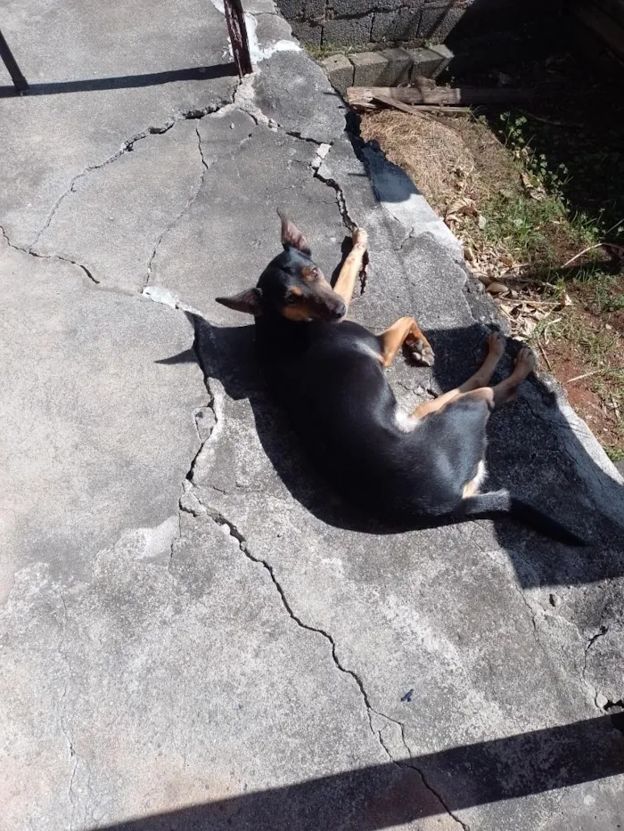Cachorro raça SRD-ViraLata idade 6 ou mais anos nome Luna