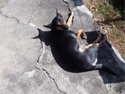 Cachorro raça SRD-ViraLata idade 6 ou mais anos nome Luna
