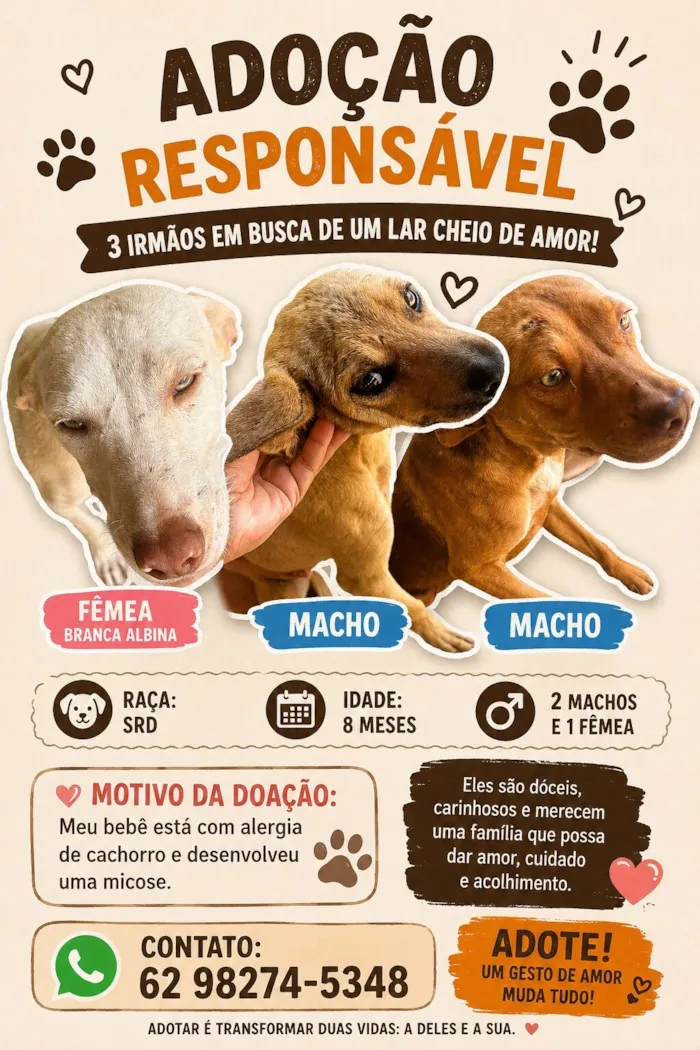 Cachorro raça SRD-ViraLata idade 7 a 11 meses nome Gabriel 