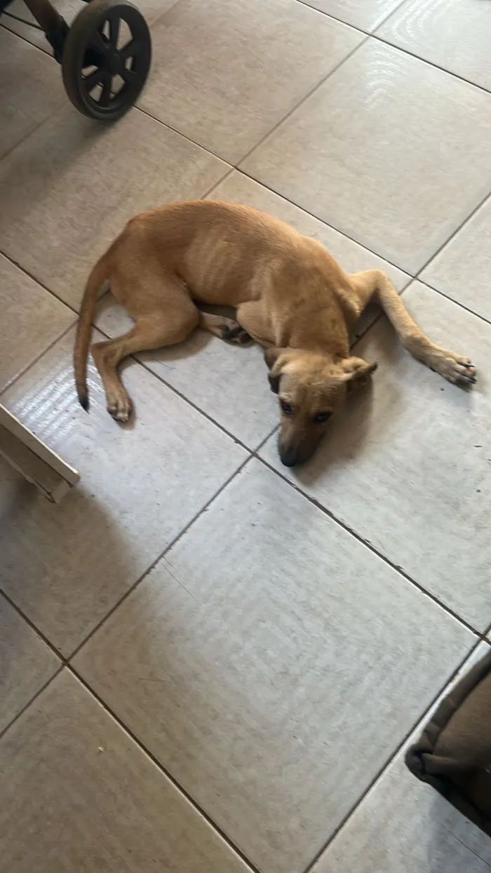 Cachorro raça SRD-ViraLata idade 7 a 11 meses nome Gabriel 