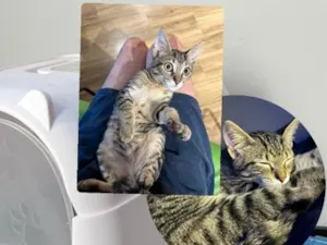 Gato raça SRD-ViraLata idade 2 a 6 meses nome Lex