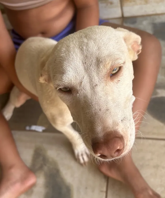Cachorro raça SRD-ViraLata idade 7 a 11 meses nome Branquinha 