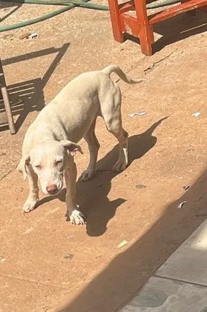 Cachorro raça SRD-ViraLata idade 7 a 11 meses nome Branquinha 