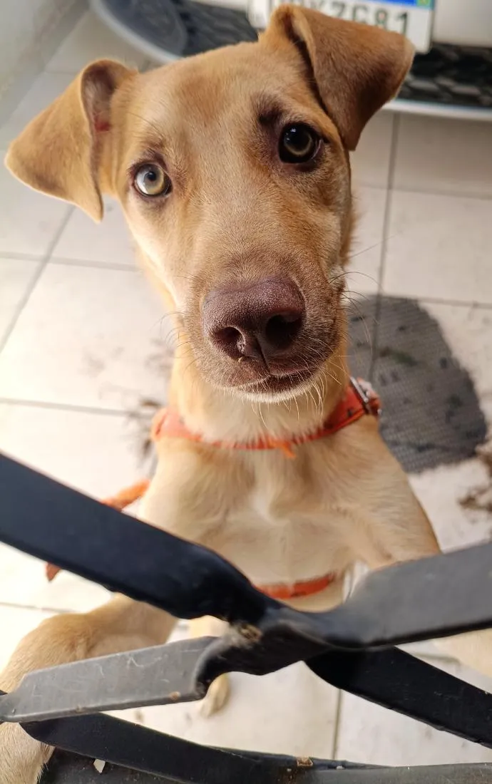 Cachorro raça SRD-ViraLata idade 7 a 11 meses nome Katota