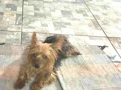 Cachorro raça york shire idade 3 anos nome Hanna