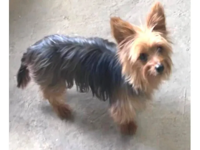 Cachorro raça york shire idade 3 anos nome Hanna