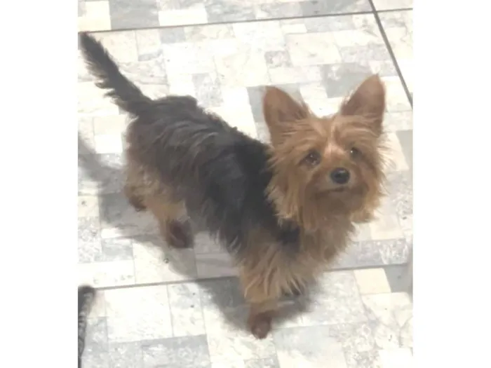 Cachorro raça york shire idade 3 anos nome Hanna