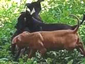 Cachorro raça SRD-ViraLata idade 7 a 11 meses nome eles não tem nome