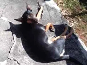 Cachorro raça SRD-ViraLata idade 6 ou mais anos nome Luna