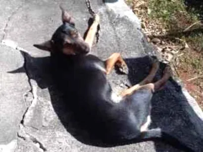 Cachorro raça SRD-ViraLata idade 6 ou mais anos nome Luna