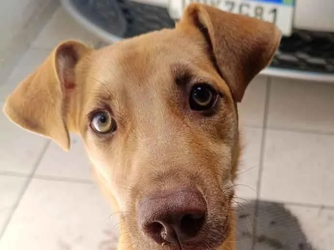 Cachorro raça SRD-ViraLata idade 7 a 11 meses nome Katota
