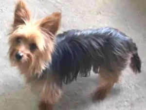 Cachorro raça york shire idade 3 anos nome Hanna