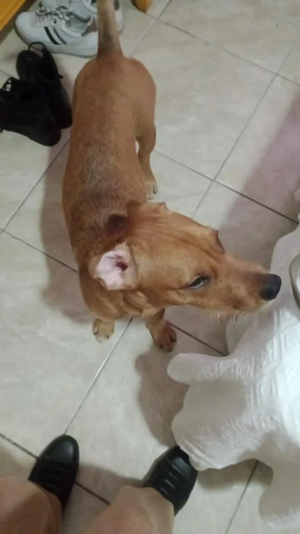 Cachorro raça SRD-ViraLata idade 7 a 11 meses nome Sid