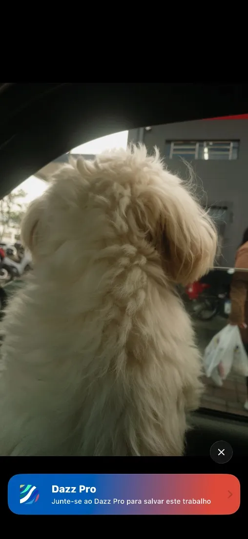 Cachorro raça Shitzu idade 2 anos nome Betoven 