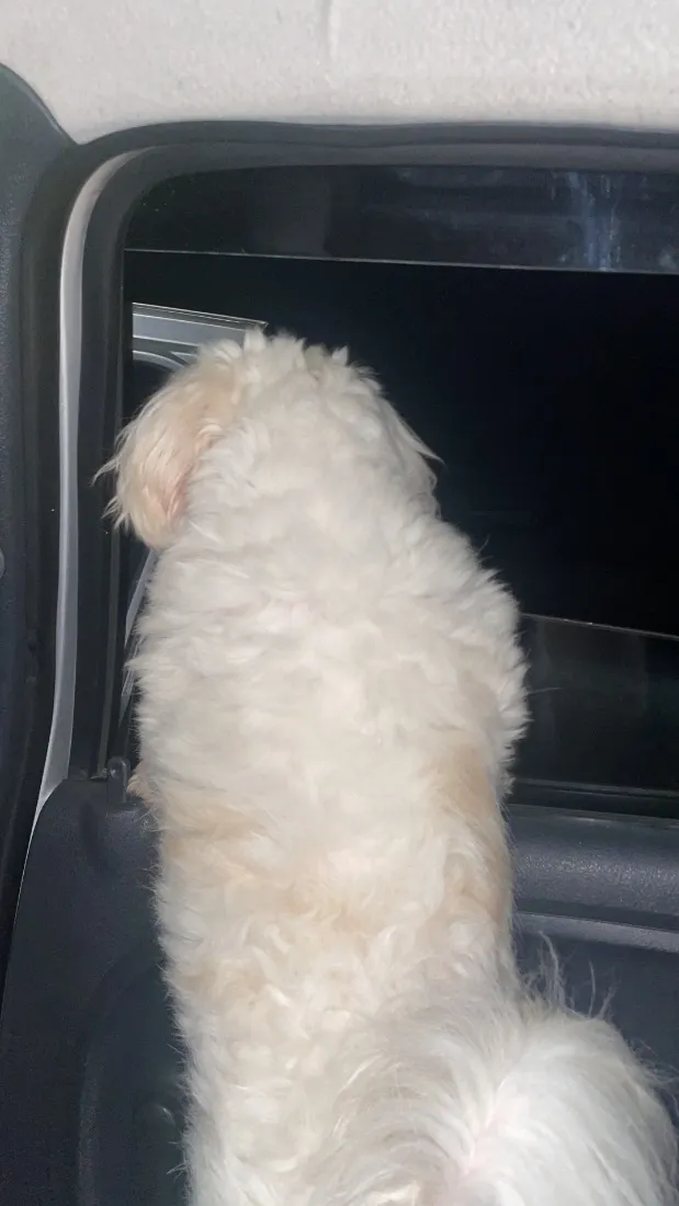 Cachorro raça Shitzu idade 2 anos nome Betoven 